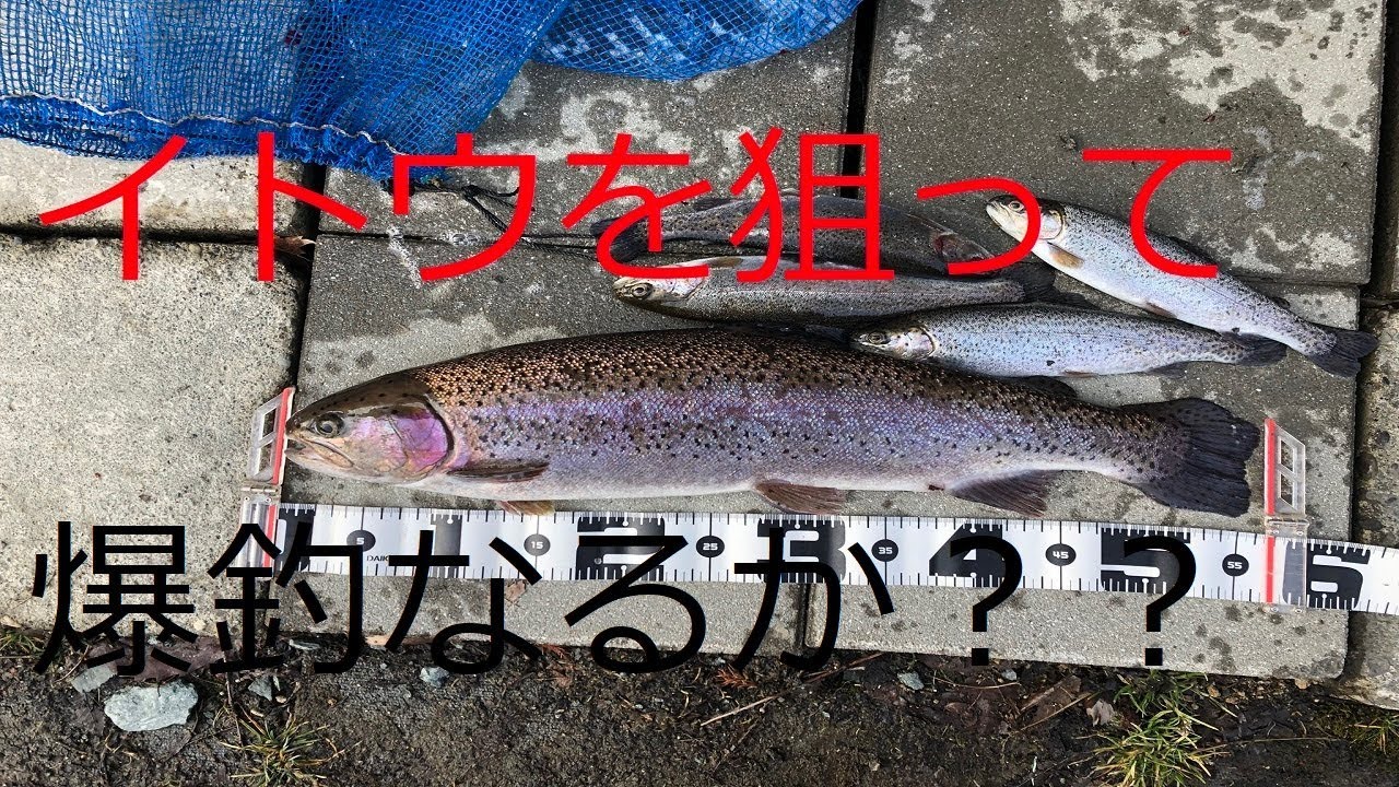 青森 日本三大怪魚　伝説のイトウを狙う