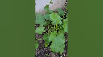 Yellow Cucumber plant #shortsvideo #shorts #viral #americankannadavlogs #kannadathi #ytstudio