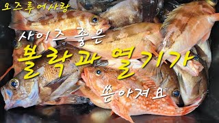 통영 라임호 타고 잡으러가보자 볼락하고 열기 황제낚시 #낚시 #fishing #볼락 #바다 #열기낚시 #볼락카드낚시