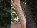 Baby Squirrel Greets Me Thailand 🇹🇭 🐿️ #huahin #travel #philippines #thailand #nature #thaibeach