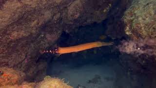 Porto Santo. The Submerged World