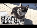 初めてのお散歩でまさかのアレにビビらなかった豆柴子犬
