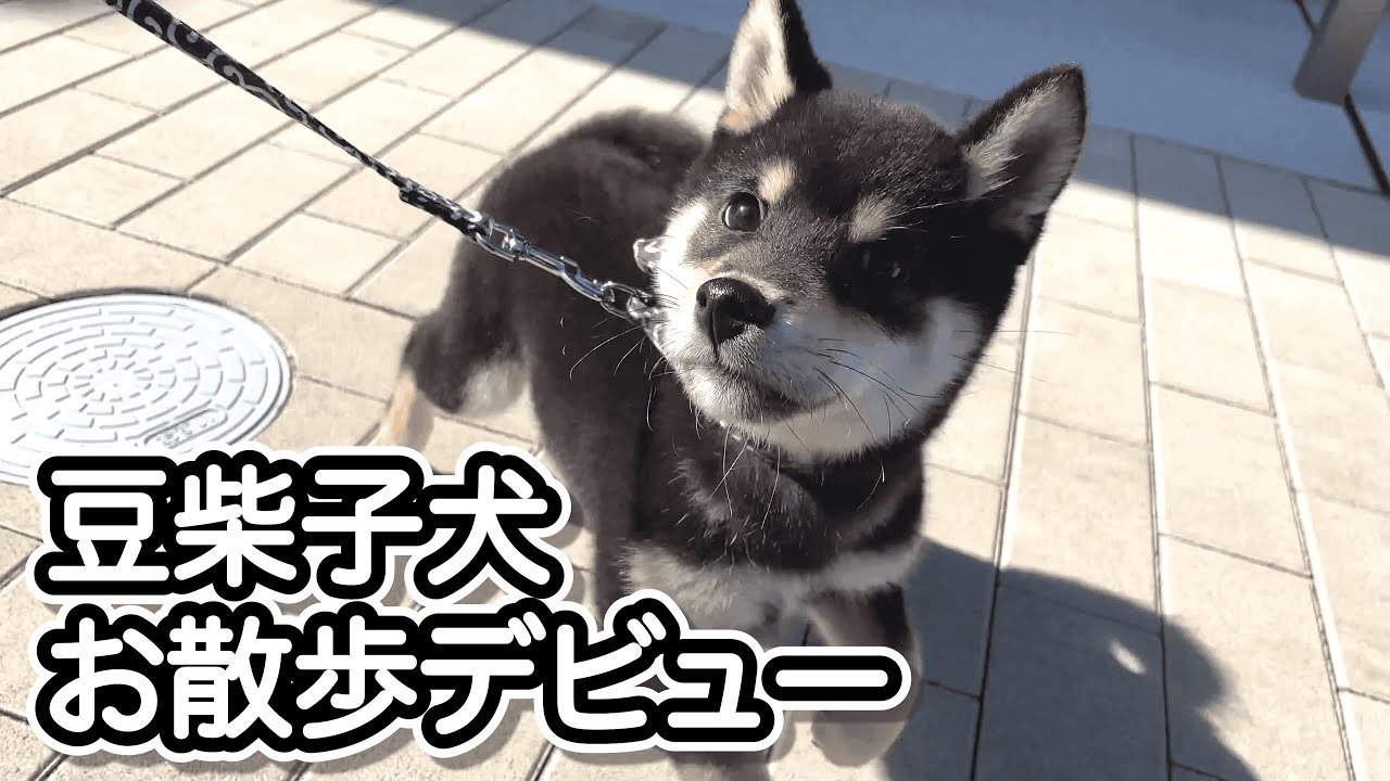 初めてのお散歩でまさかのアレにビビらなかった豆柴子犬