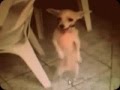 Perrito bailando el