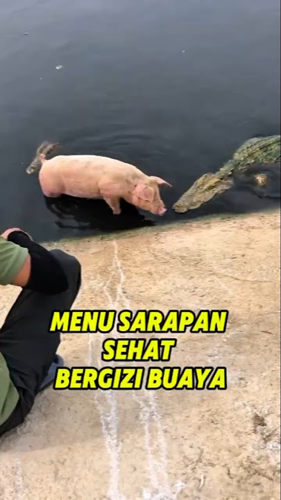 Feed the crocodile 1 pig #howtocut #crocodile