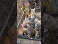 cute cat video ❤️|#trending #viral #shortvideo #cutecat| #itzzmariyam |