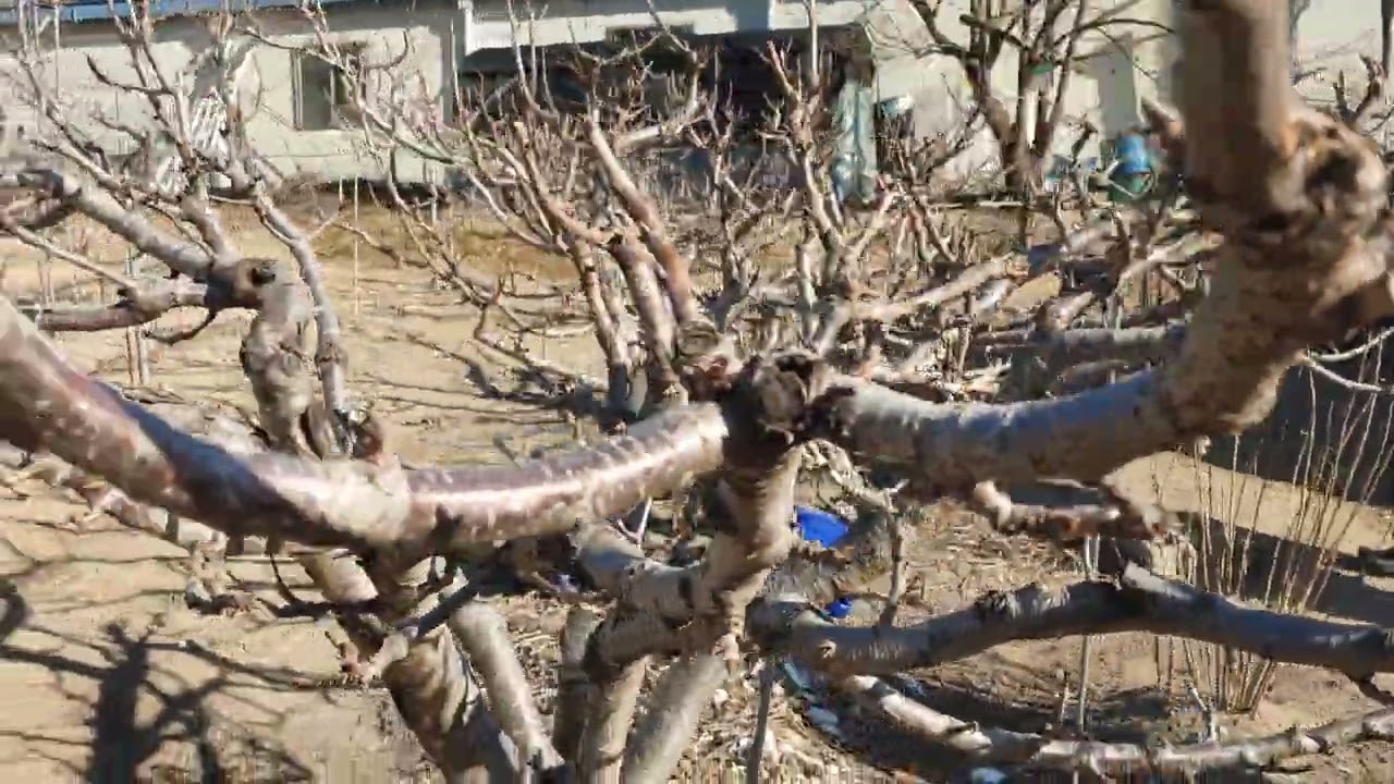 단양군 대강면 소백산아래 체리과원을 소개합니다.
