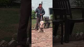 American bully xxl king 👑 sultaan #dog #pitbull #viral #trending 