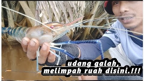 Mancing udang galah, diserbu udang galah.!!