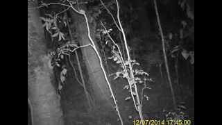 Tree Cam #1 Gets Knocked Then Falls