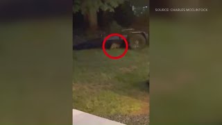 Summerfield man relives scary experience with rabid fox
