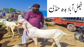 Faisalabad bakra mandi new updates || Haji goat farm || Qurbani 2024