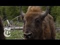 Bringing Back Europe's Bison | The New York Times