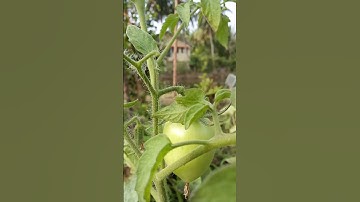 Thumbnail of //Tomatoes 🍅 in the garden!!// #garden #song