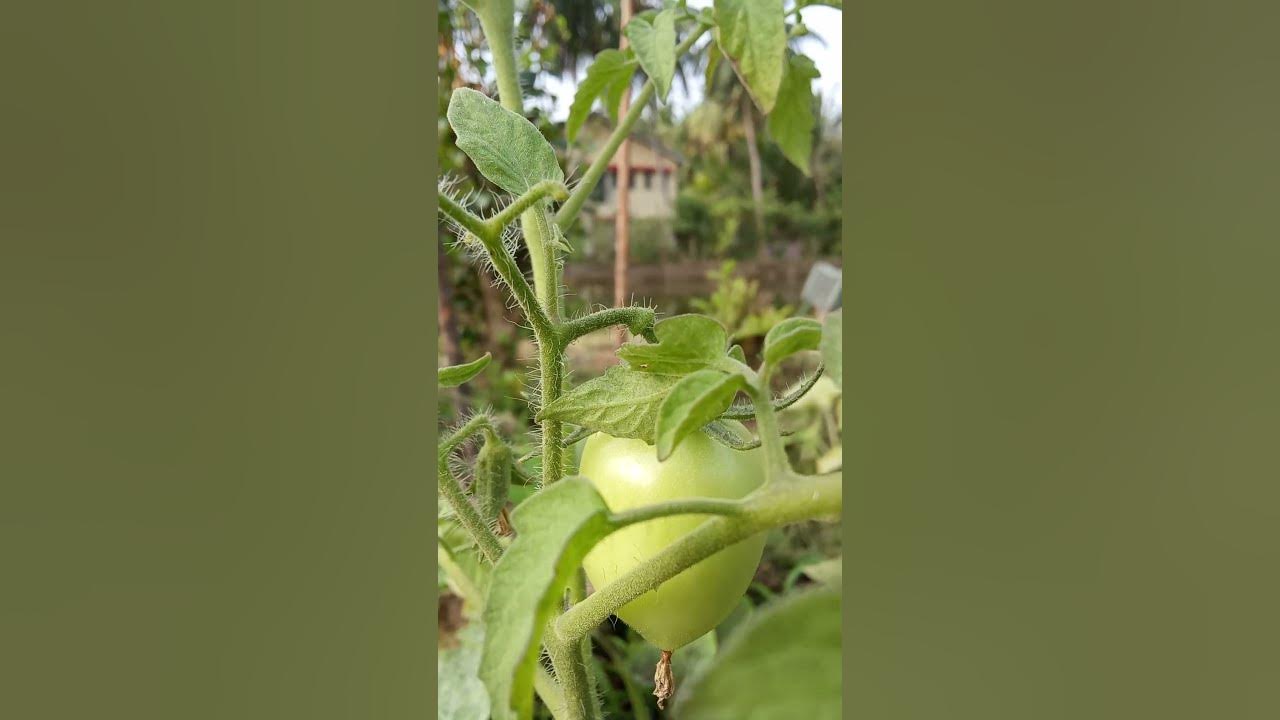 //Tomatoes 🍅 in the garden!!// #garden #song