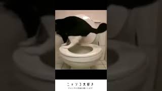 【閲覧注意！】トイレでトイレする猫はやっぱり猫でした　