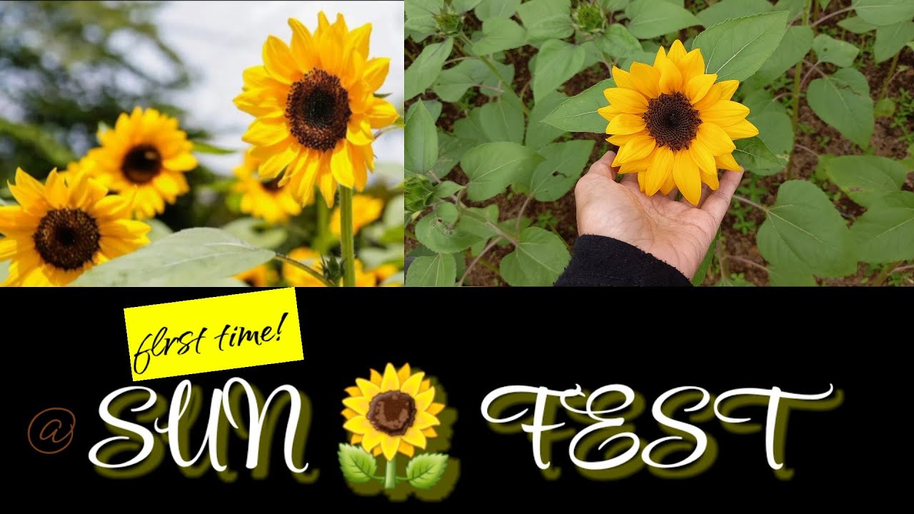 Wonderful Sunflower Festival SunFest 2022 YouTube