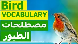 تعلم كلمات انجليزية | BIRDS VOCABULARY | مصطلحات الطيور | كلمات عربي انجليزي صوت وصورة