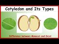 What is cotyledon difference between monocotyledon  dicotyledon with examples  monocot vs dicot