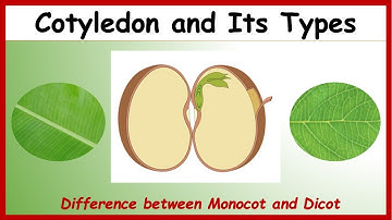 What is Cotyledon?| Difference between Monocotyledon & Dicotyledon with Examples | Monocot Vs Dicot