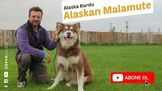 Köpek Irkları - Alaskan Malamute (Alaska Kurdu)