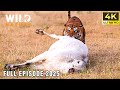 WILD INDONESIA | Apex Predators of the Archipelago | Animal documentary