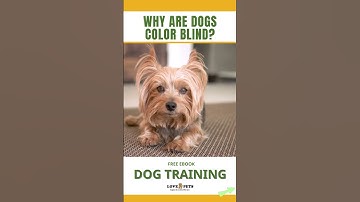 Thumbnail of Why Are Dogs Color Blind?