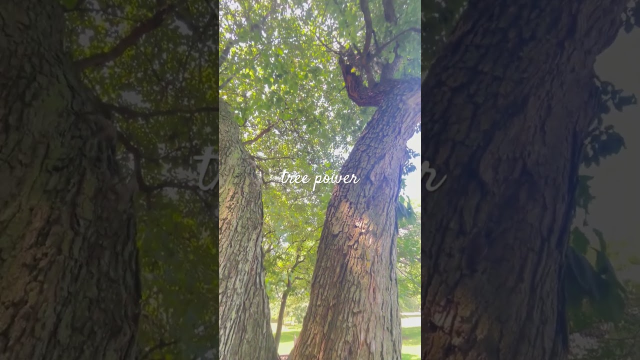 How To Experience The Magic of Trees