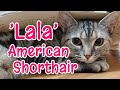 【ボ～ッと見☕】53.カレンダーの下に隠れたがるララ／Lala wants to hide under the calendar