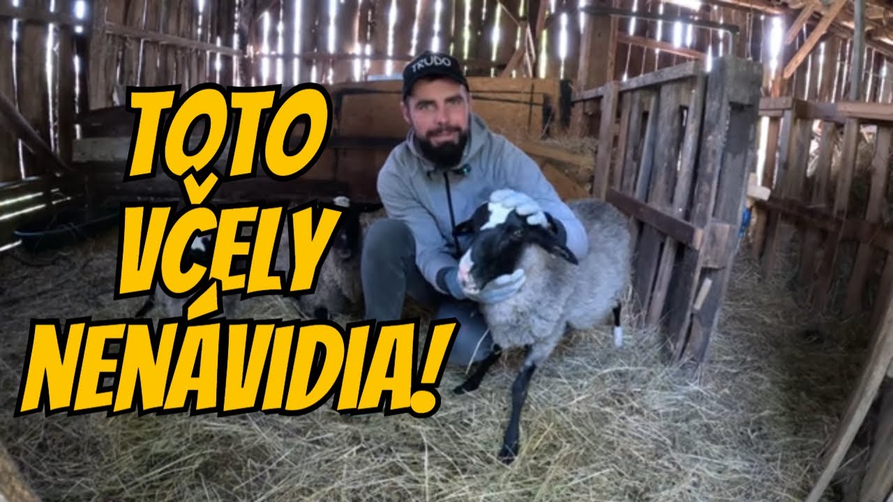 Prečo je kosenie pri včelách tak nebezpečné?