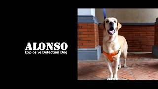 Power K9 Explosive Detection Dog ALONSO