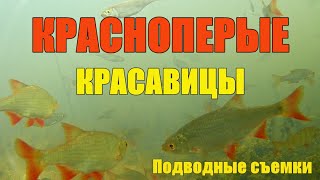 ПОДВОДНЫЕ СЪЕМКИ.  РЫБА КИШИТ.  Повадки красноперки и плотвы.