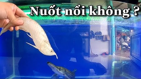 Mình thử thách Cá Sấu Hoả Tiễn nuốt Cá Rồng Ngân Long Gar Alligator Fish eat Arowana