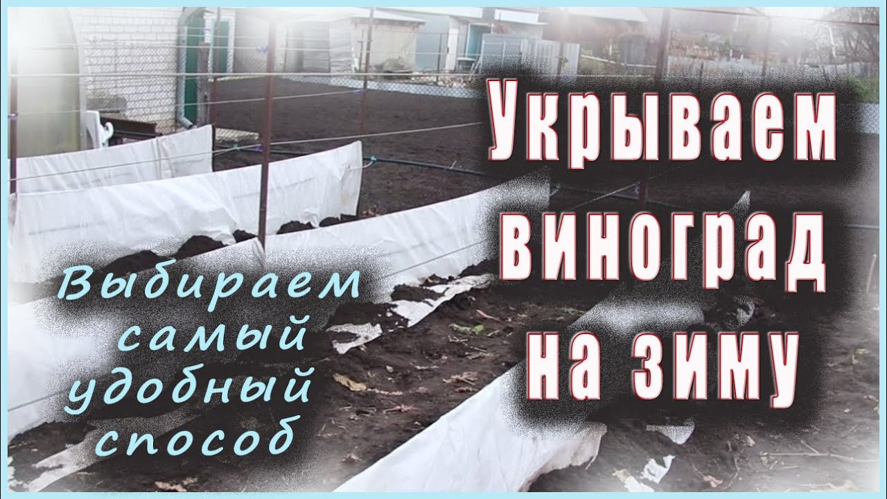 Укрытие винограда на зиму, выбираем самый удобный способ. - YouTube