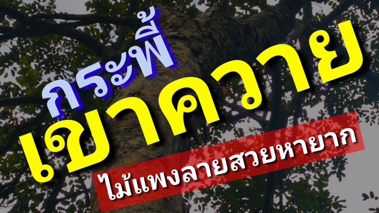 กระพี้เขาควายไม้แพงคู่แข่งพยุงชิงชัน ep75