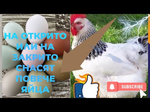 Видео: Кога гъските снасят яйца?