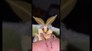 The cutest moth you will ever see! #cute #meme #moths #shorts #viralshorts #feedshorts #feed