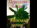 Пересадка банана частина 2