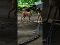 🚨Emaciated Neglected Dogs Told To Shut Up By Cruel Fat Woman! 🚨🩺