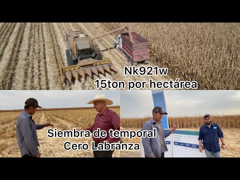 Video: El cultivo es el principal método de labranza en la agricultura