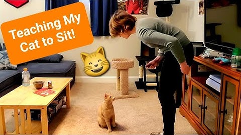 I Clicker Train My Cat to Sit