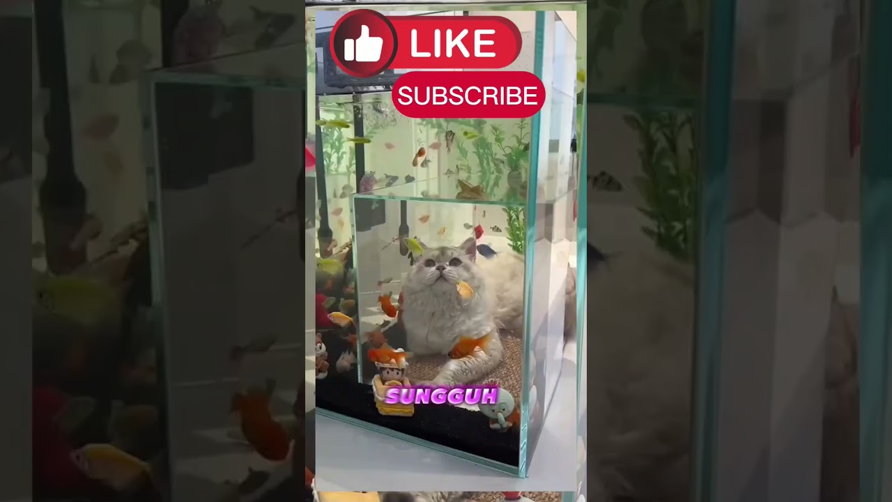 Kodam penunggu ikan #shortsvideo #cat #kucinglucu #shortsviral #funny #kucing
