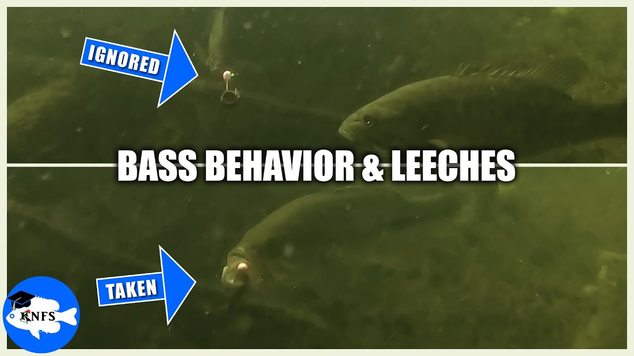 Bass Fishing with Leeches Underwater