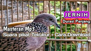 SUARA PIKAT BURUNG TEKUKUR/DERKUKU   CARA DOWNLOAD Mp3 Durasi Panjang #tekukur #tekukurgacor