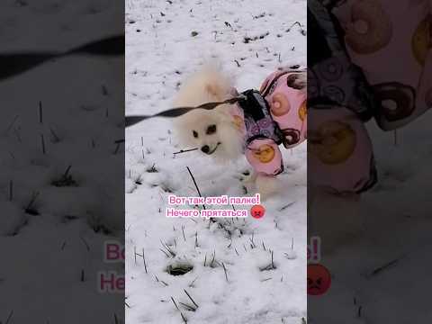 Первый снег Пипы ❄️ #dog #doglover #dogshorts #doglife #cutedog #funnydogs #animals #шпиц #собака