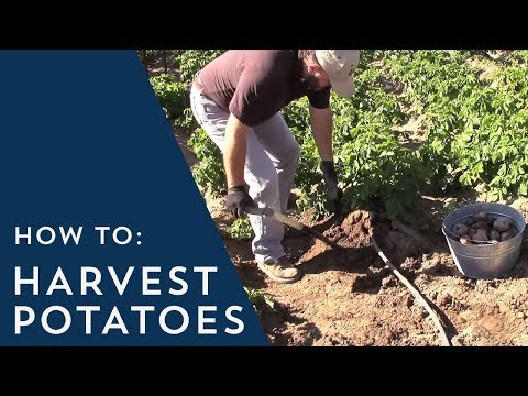 How to Harvest Potatoes