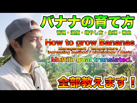 Professional growers teach! How to grow bananas. Cultivation environment, physiology, pests．