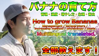 【バナナ】栽培者がとことん解説！育て方や栽培環境，バナナの生理生体，害虫，現在のホットな話題まで Expert growers teach! How to grow bananas.