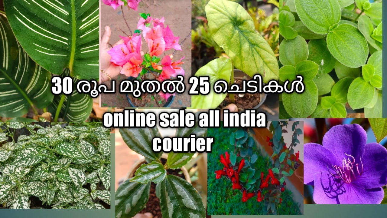 30 രൂപ plants online sale YouTube