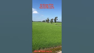 Cần bán nhanh DT 28 công đất lúa giá 100 triệu 1 công thuộc huyện Thạnh hóa tỉnh Long An